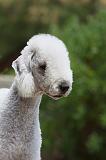 BEDLINGTON TERRIER 005